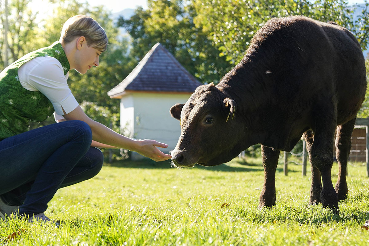 Wagyu-Fleisch aus Österreich - Anzucht