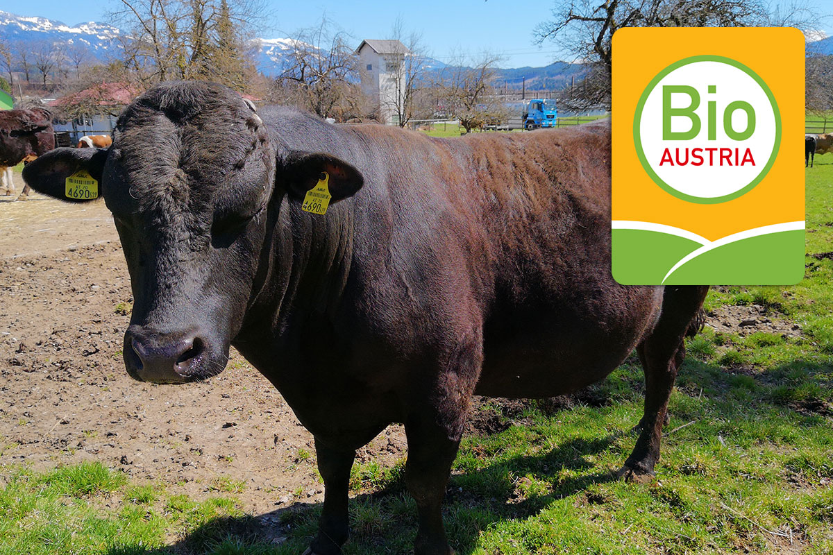 Wagyu-Fleisch aus Österreich – Haltung Wagyu-Fleisch aus Österreich - Haltung