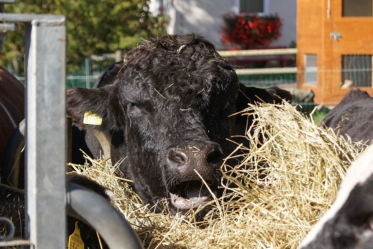 Wagyu-Fleisch aus Österreich - Nahrung