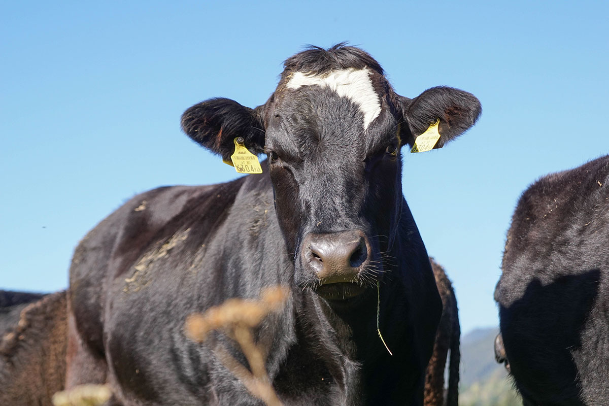 Wagyu-Fleisch aus Österreich - Nutzung